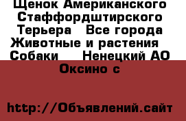 Щенок Американского Стаффордштирского Терьера - Все города Животные и растения » Собаки   . Ненецкий АО,Оксино с.